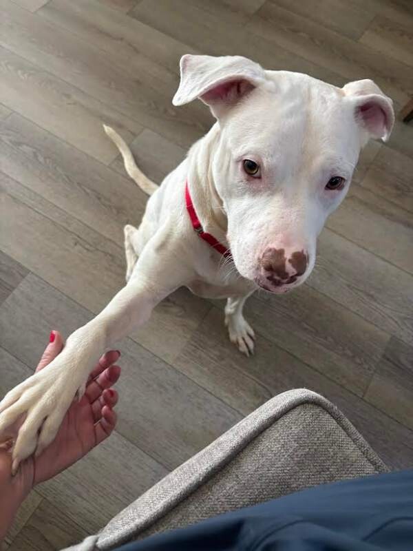 Picture of the Animal Listed